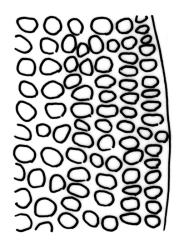 Macromitrium helmsii, upper laminal cells at margin.
 Image: R.C. Wagstaff © All rights reserved. Redrawn with permission from Vitt (1983). 